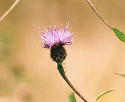 thistle